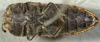 Media type: image;   Entomology 2726 Aspect: habitus ventral view